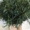 Eucalyptus overig blad