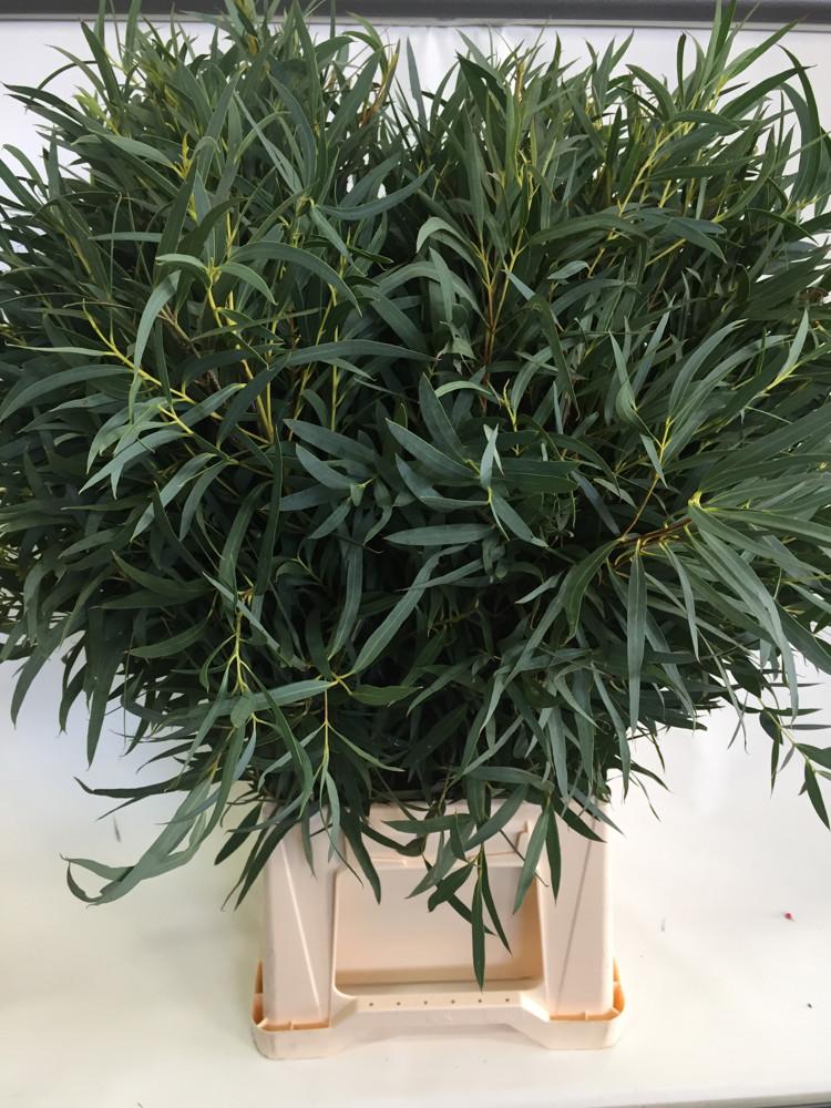 Eucalyptus overig blad