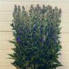Aconitum carmichaelii 'Arendsii'