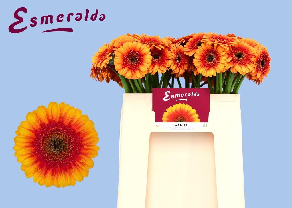 Gerbera mini 'Wakita'