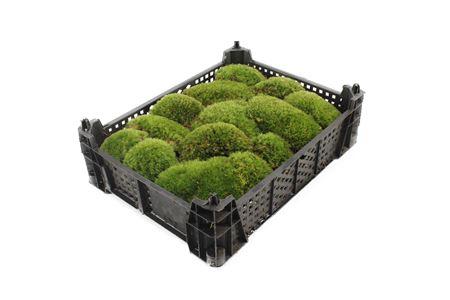 Leucobryum glaucum
