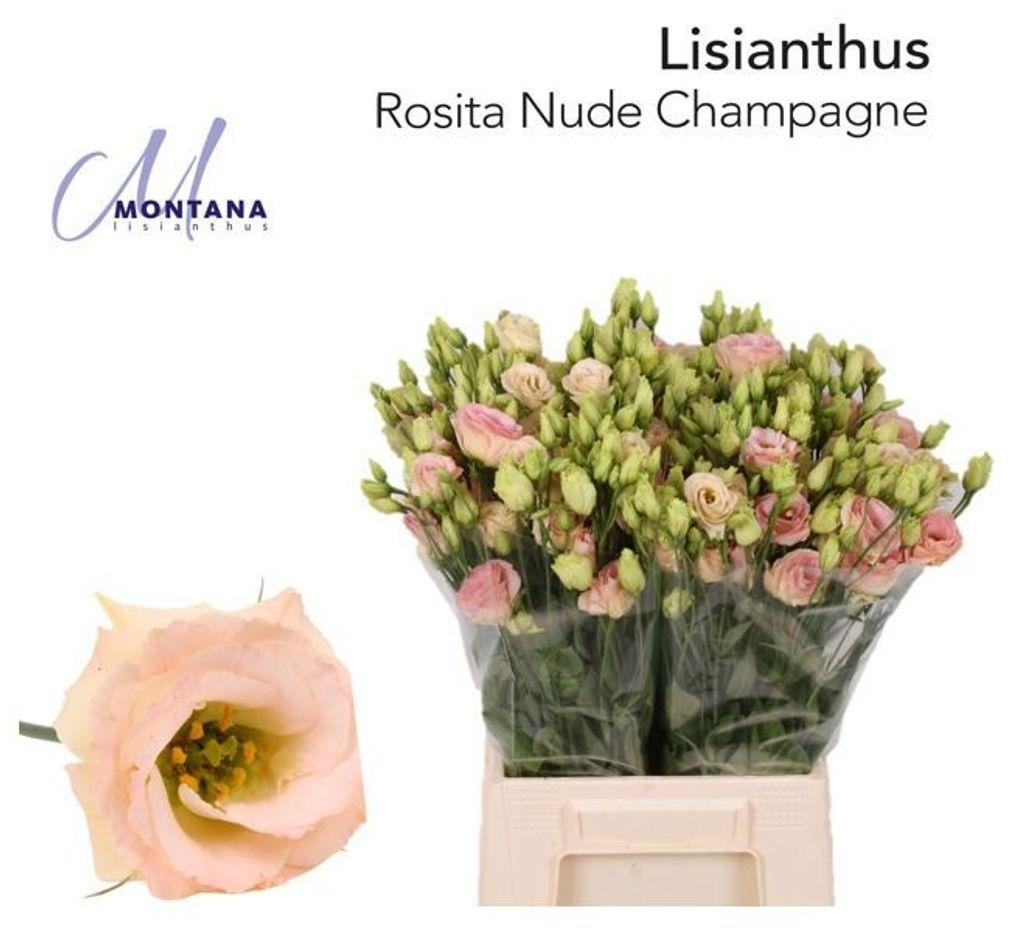 Eustoma russellianum gevuldbloemig 'Rosita Champagne'