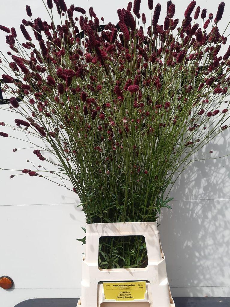 Sanguisorba officinalis