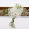 Dendrobium 'Madame Pompadour Wit'