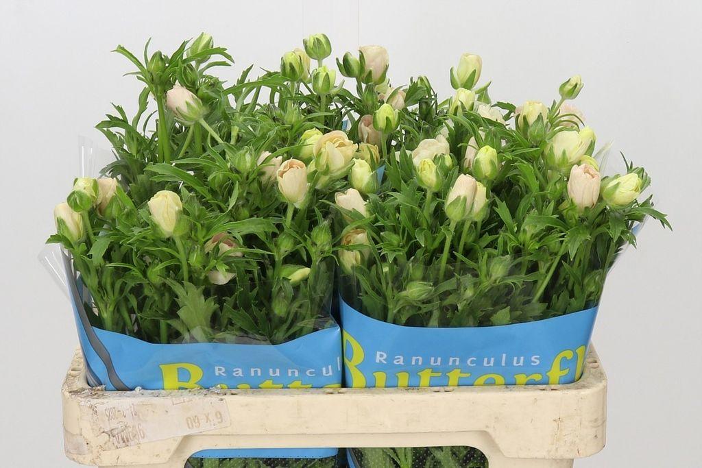 Ranunculus Butterfly Melissa