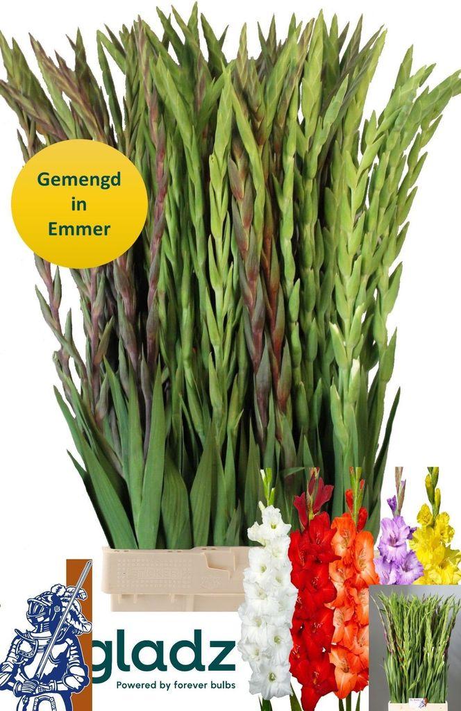 Gladiolus (Large-flowered Grp) gemengd