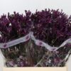 Snijbloemen overig