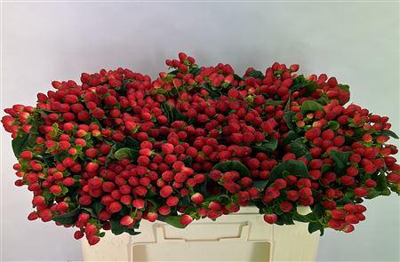 Hypericum x inodorum Magical Triumph
