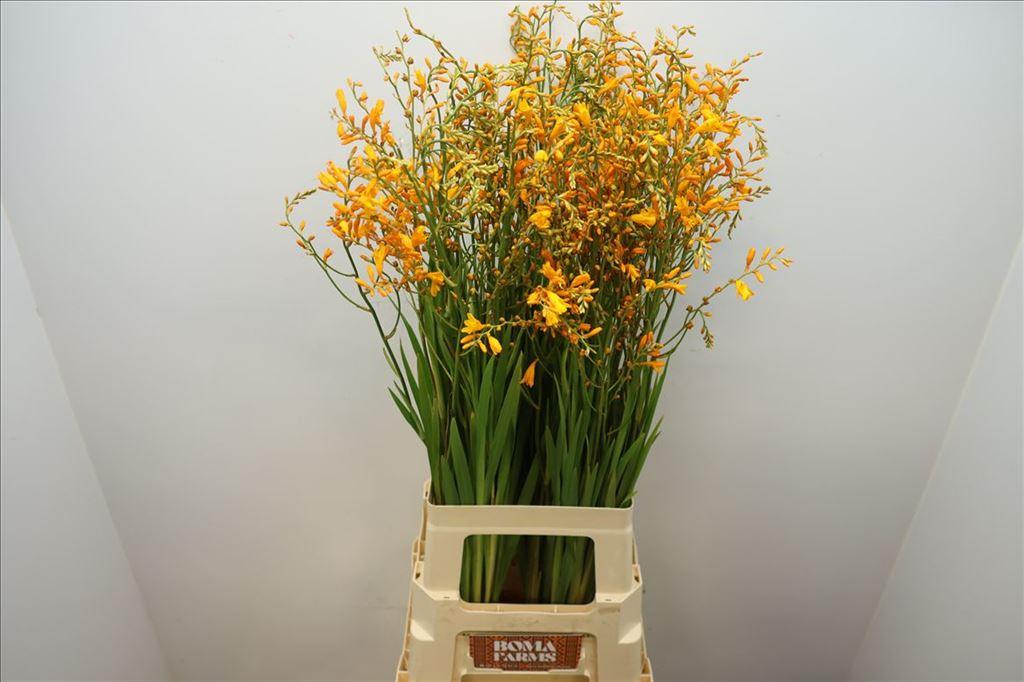 Crocosmia 'George Davison'