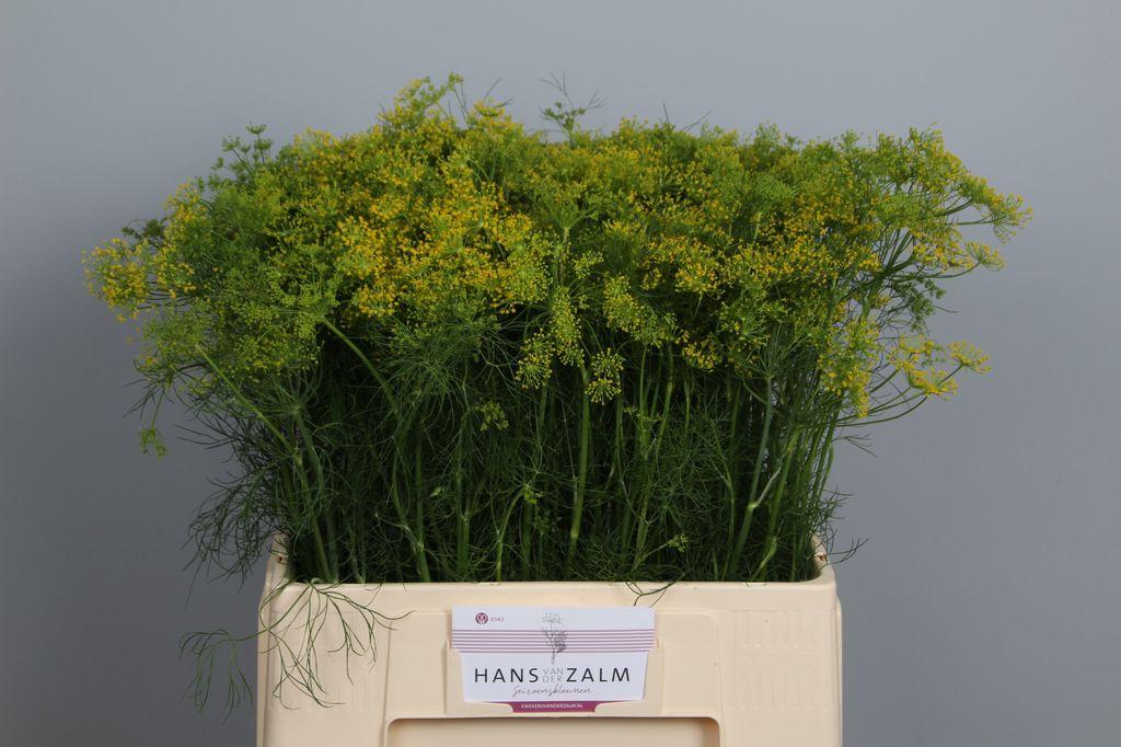 Anethum graveolens