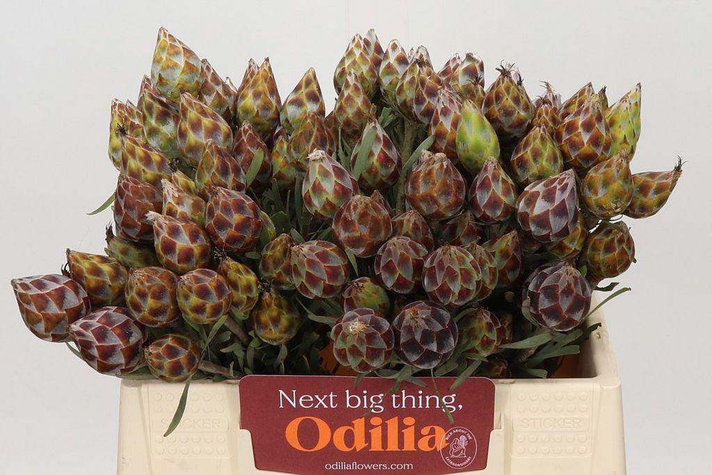 Leucadendron rubrum