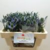 Eryngium planum Magical Blue Lagoon