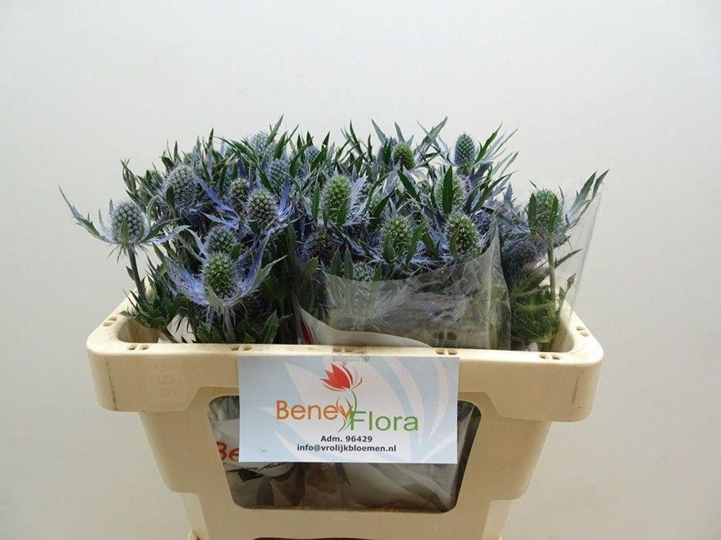Eryngium planum Magical Blue Lagoon