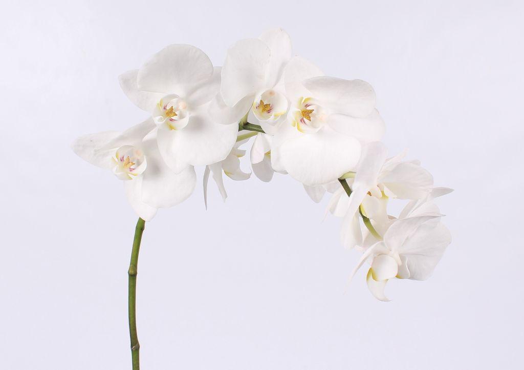 Phalaenopsis overig