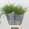 Panicum virgatum 'Fontaine'