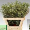 Heptacodium miconioides Royale Pink Star