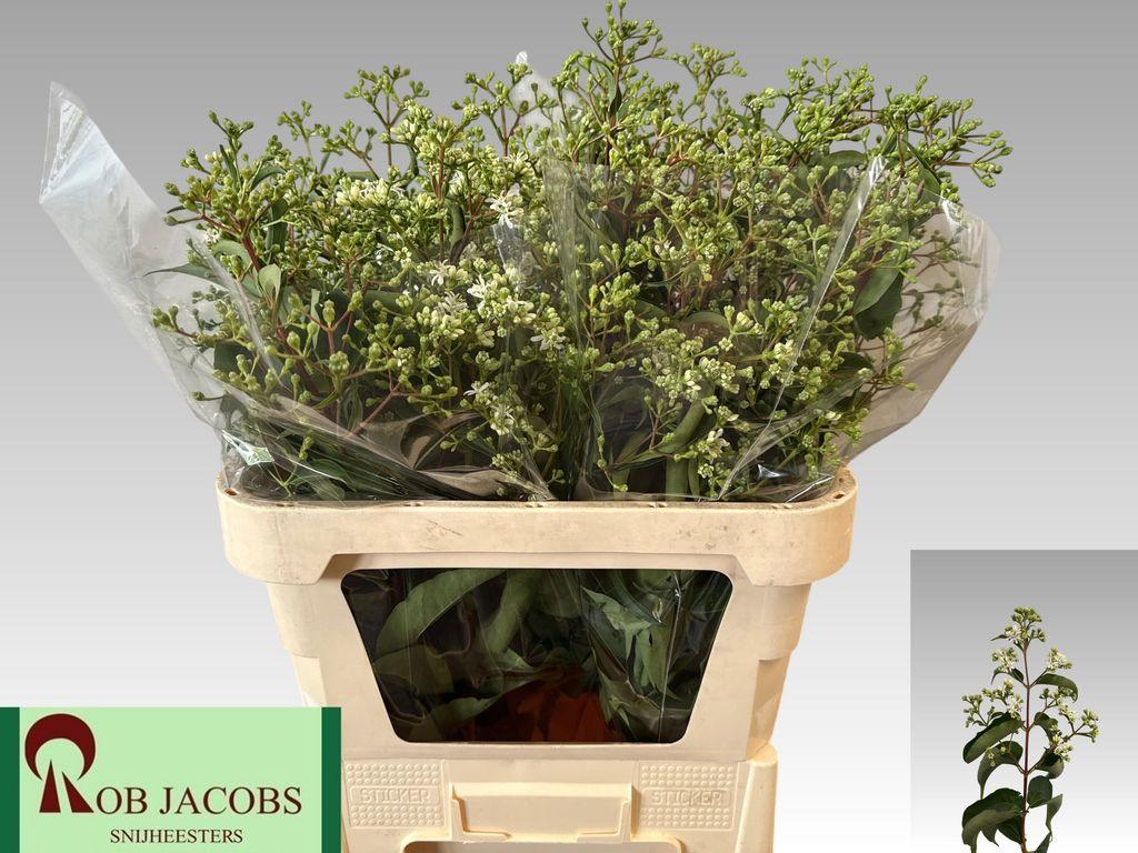 Heptacodium miconioides Royale Pink Star