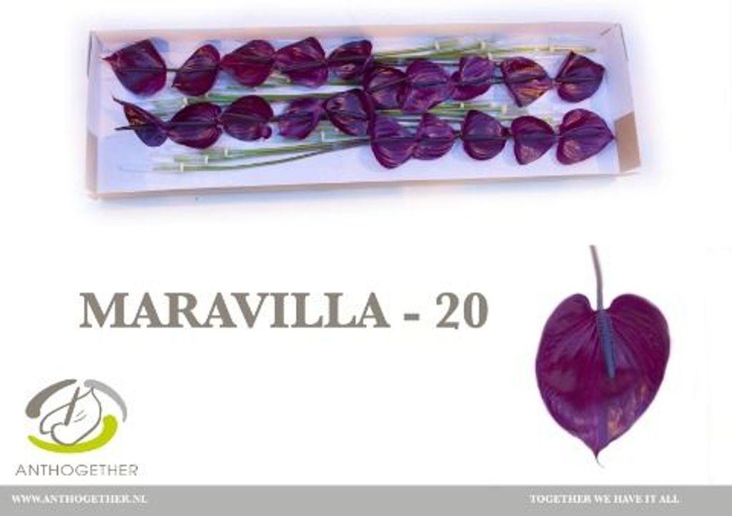 Anthurium (Andreanum Grp) Maravilla