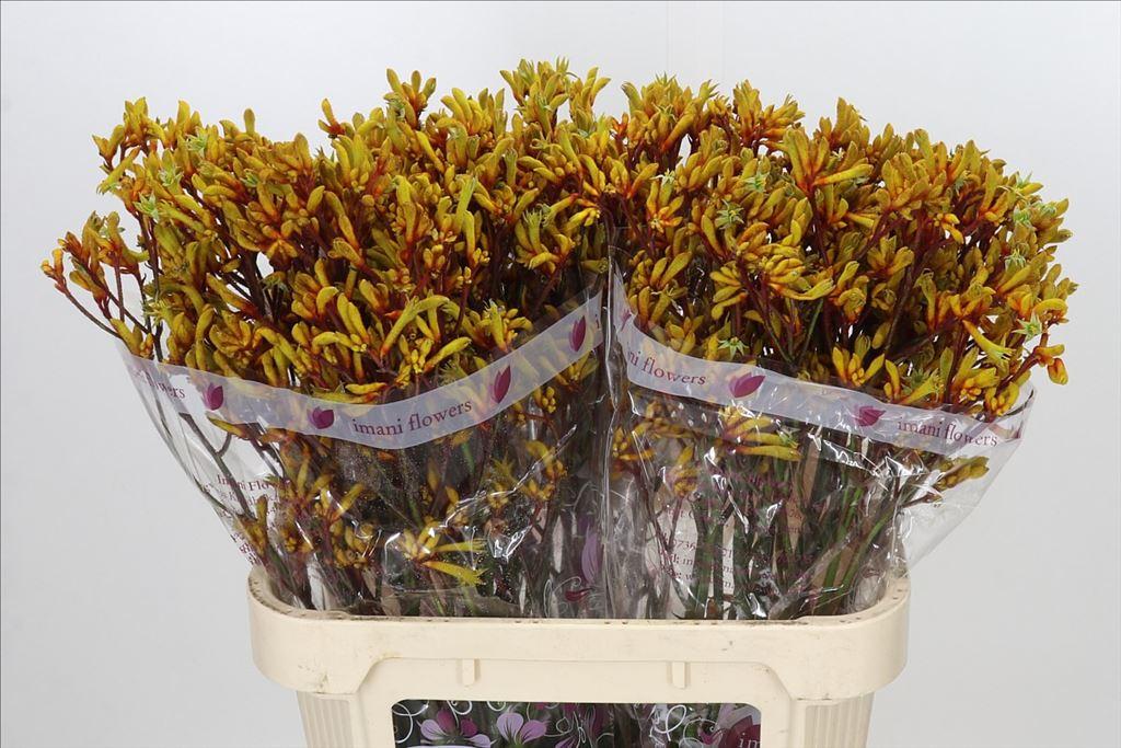 Anigozanthos 'Gold Fever'