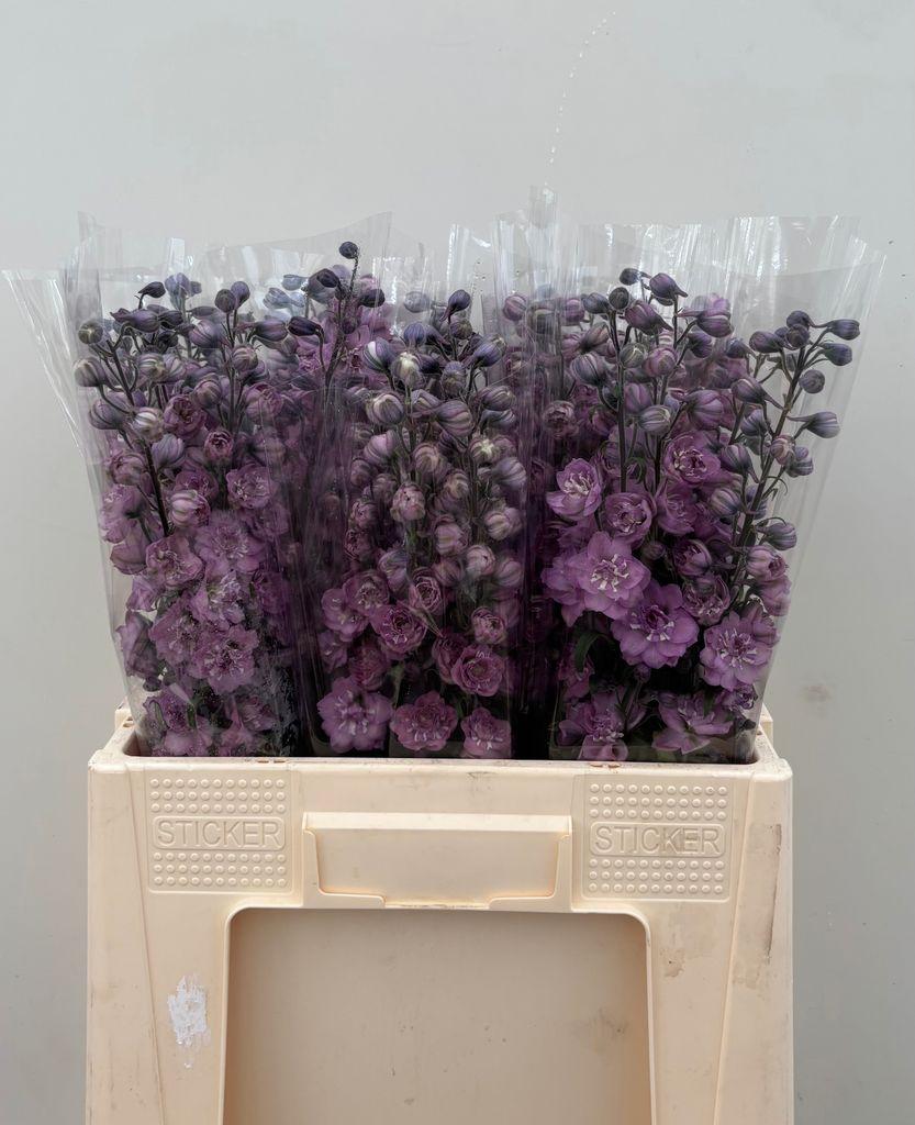 Delphinium dubbelbloemig (Elatum Grp) 'Dewi Melody'