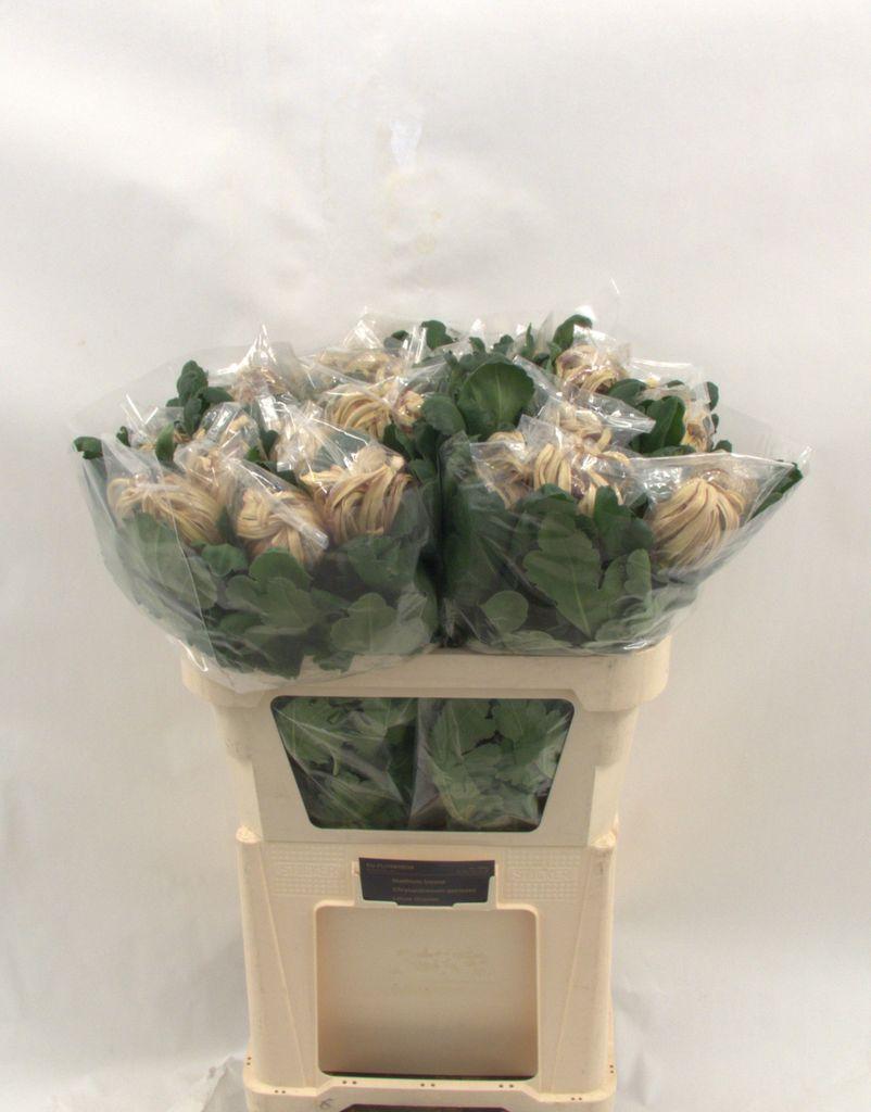 Chrysanthemum (Indicum Grp) geplozen 'Vienna Copper'