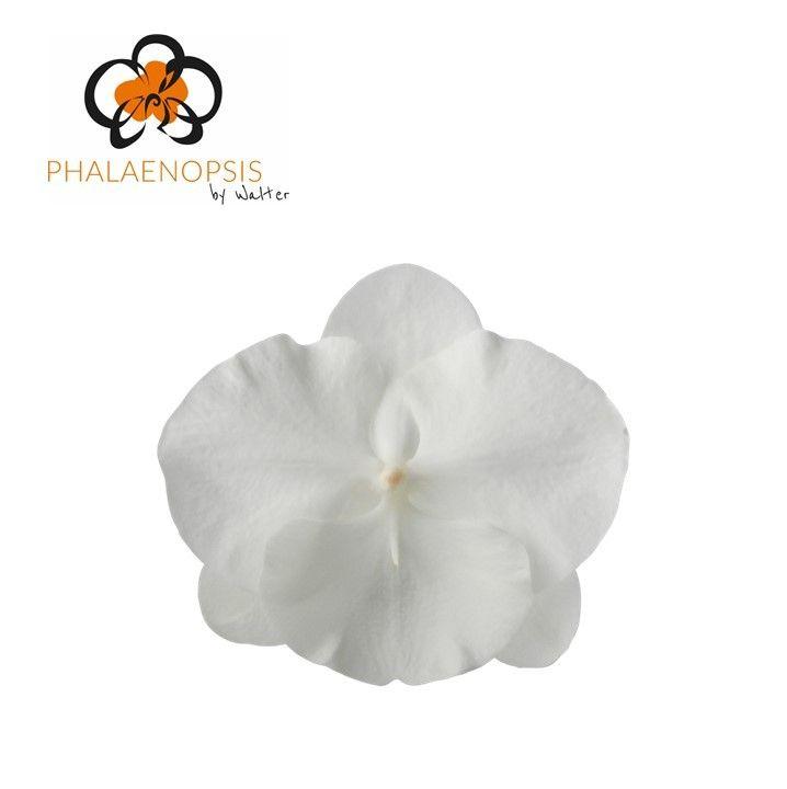 Phalaenopsis per bloem White Serenity