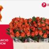 Rosa grootbloemig Arancio@