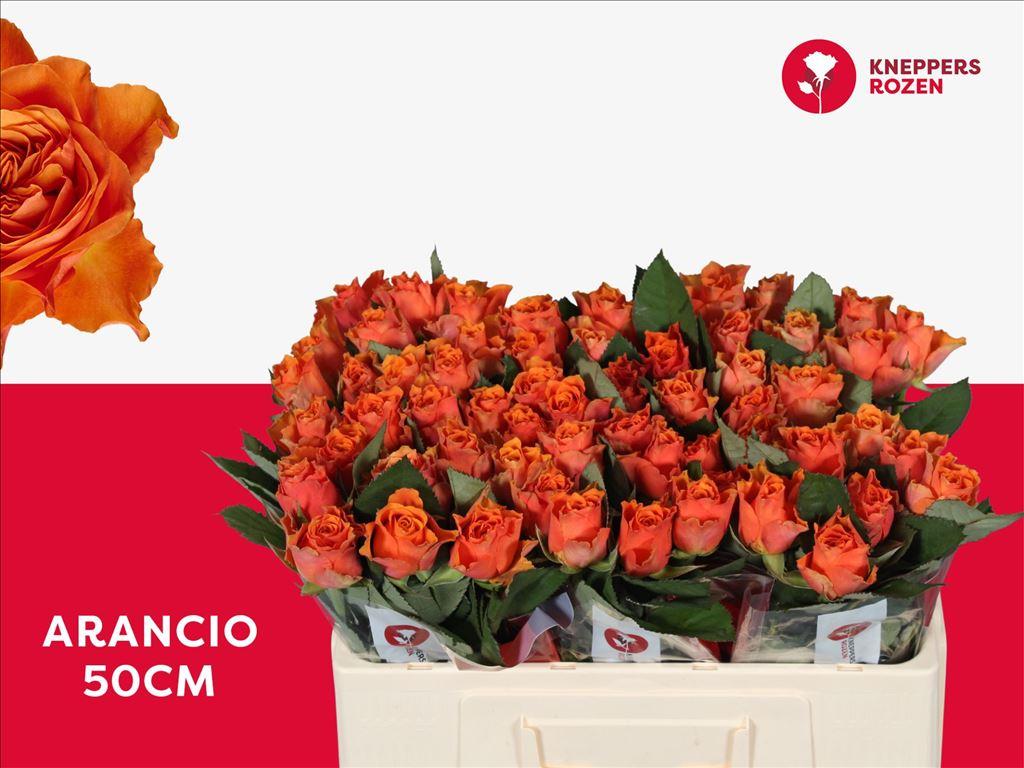 Rosa grootbloemig Arancio@