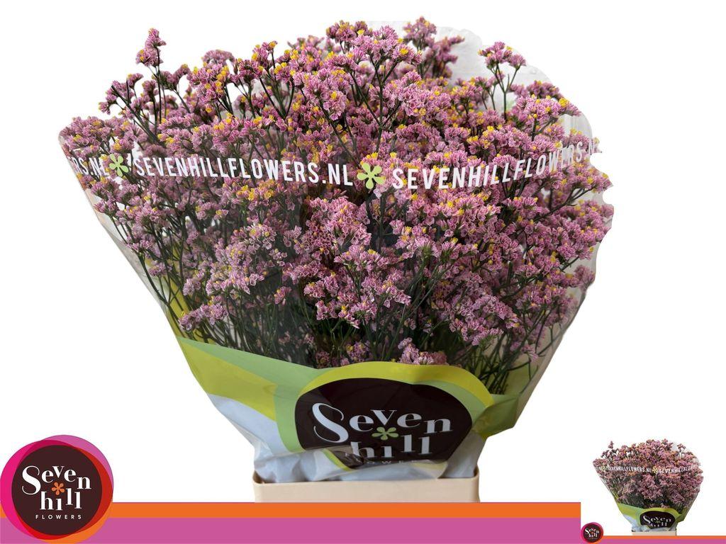 Limonium sinense Blush Diamond