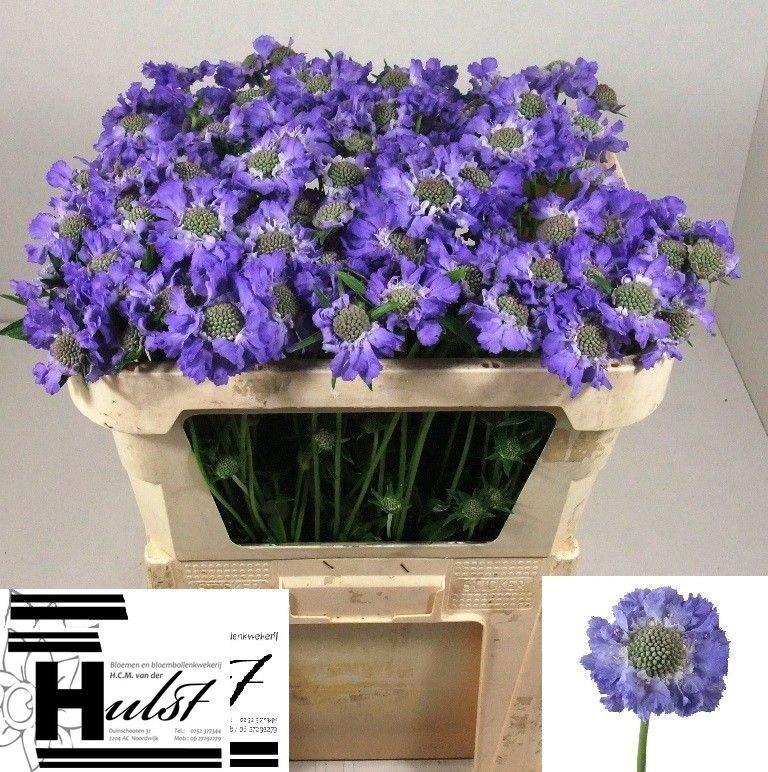 Scabiosa caucasica 'Staefa'