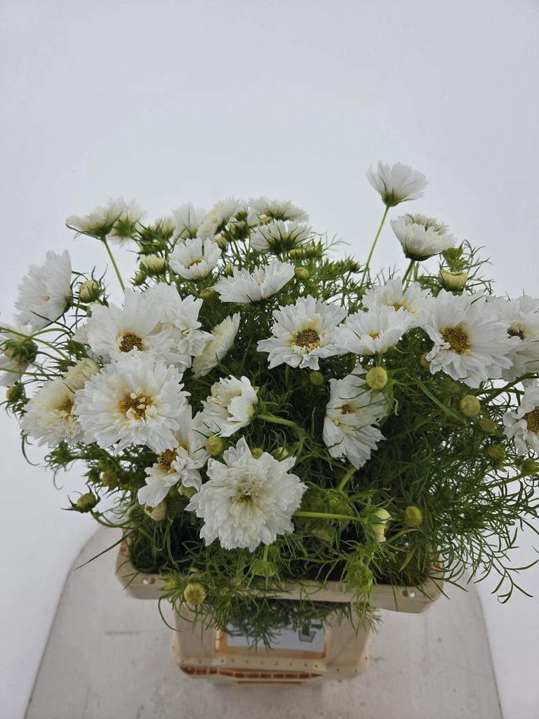 Cosmos bipinnatus