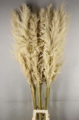 Droogbloemen bewerkt H%