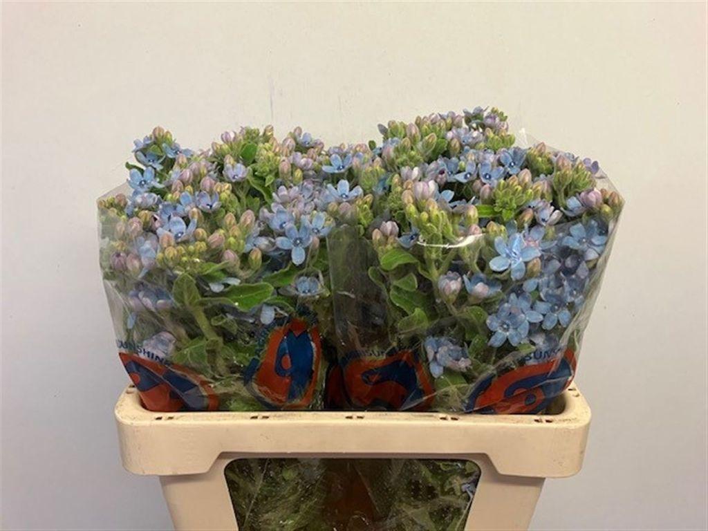 Oxypetalum coeruleum 'Tanioka Pure Blue'