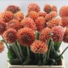 Dahlia (Ball Grp) 'Cornel Bronze'
