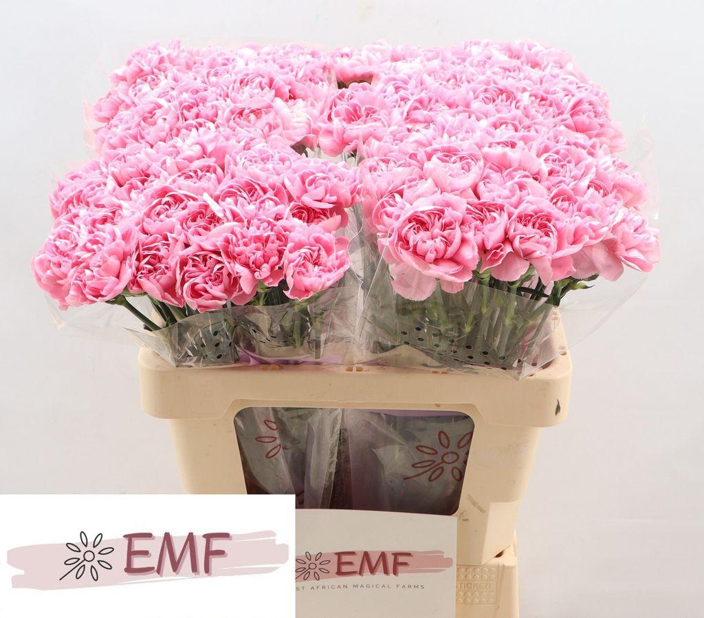 Dianthus standaard Montezuma