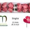 Anthurium (Andreanum Grp) Singita
