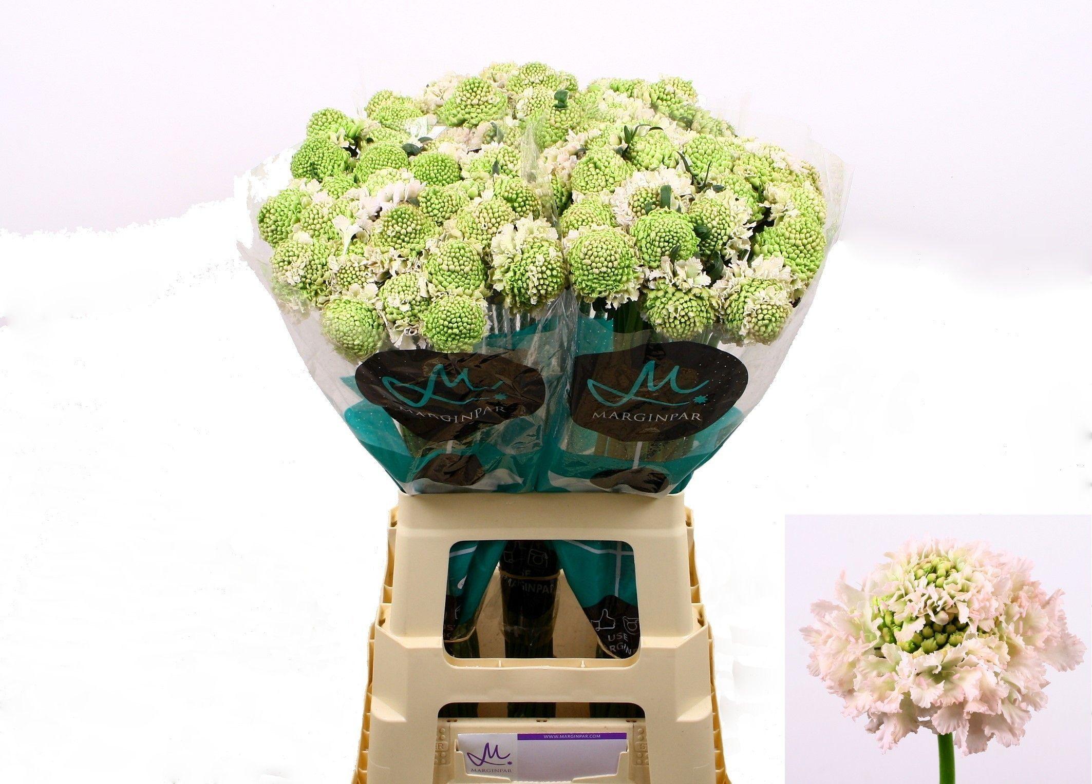 Scabiosa atropurpurea French Vanilla Bon Bon Scoop
