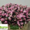 Symphoricarpos (Pink Berry Grp) Magical Pink Falls
