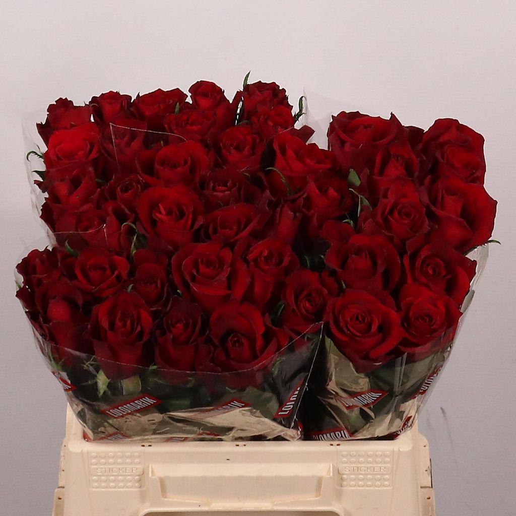 Rosa grootbloemig Ever Red