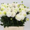Dahlia (Decorative Grp) 'White Isa'