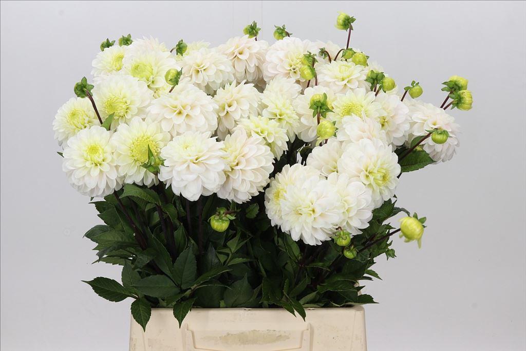 Dahlia (Decorative Grp) 'White Isa'