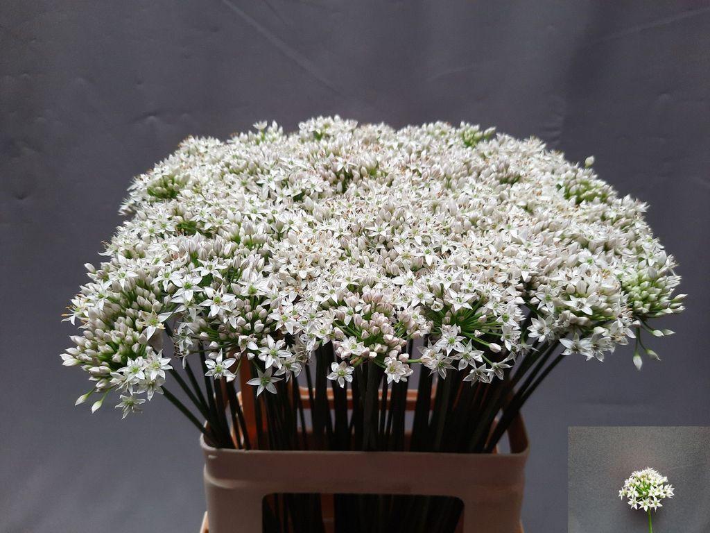 Allium tuberosum