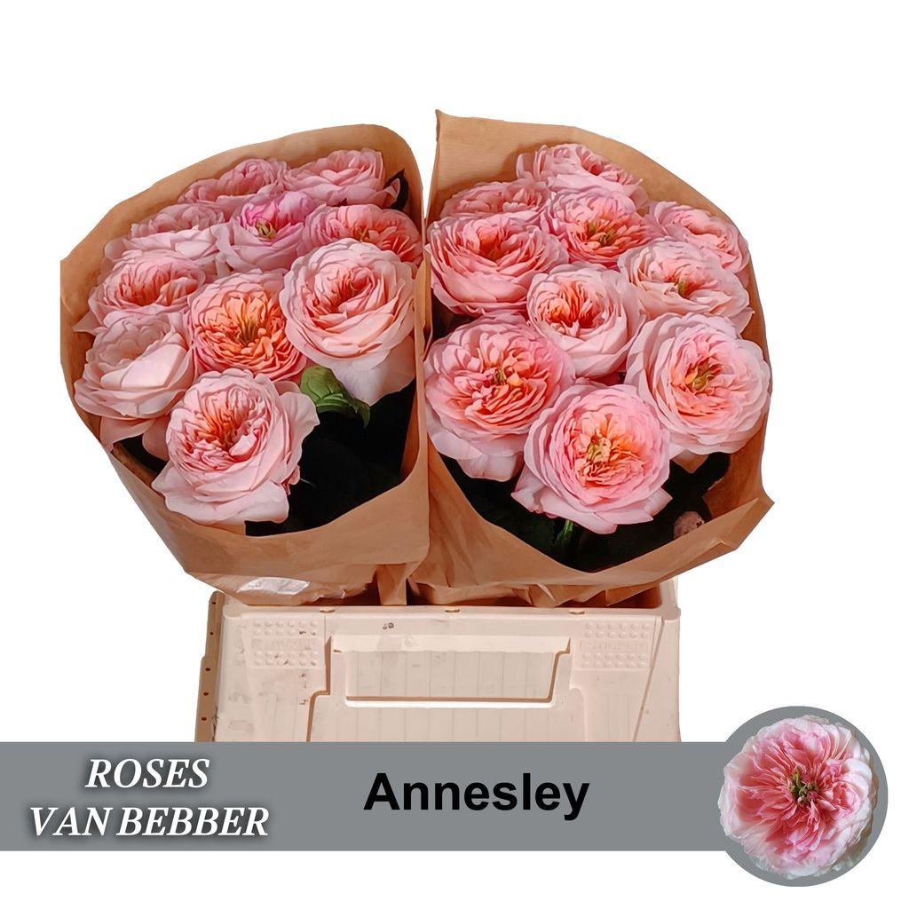 Rosa grootbloemig Annesley!