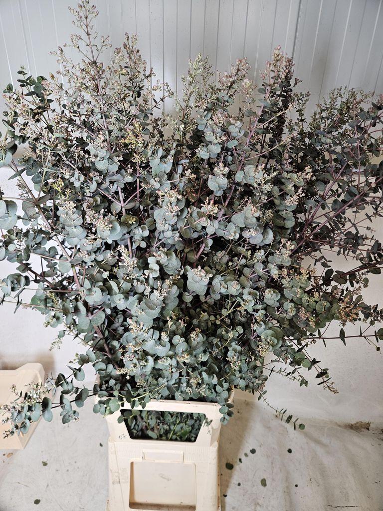 Eucalyptus gunnii Azura