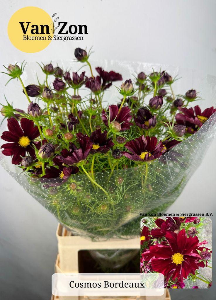 Cosmos bipinnatus