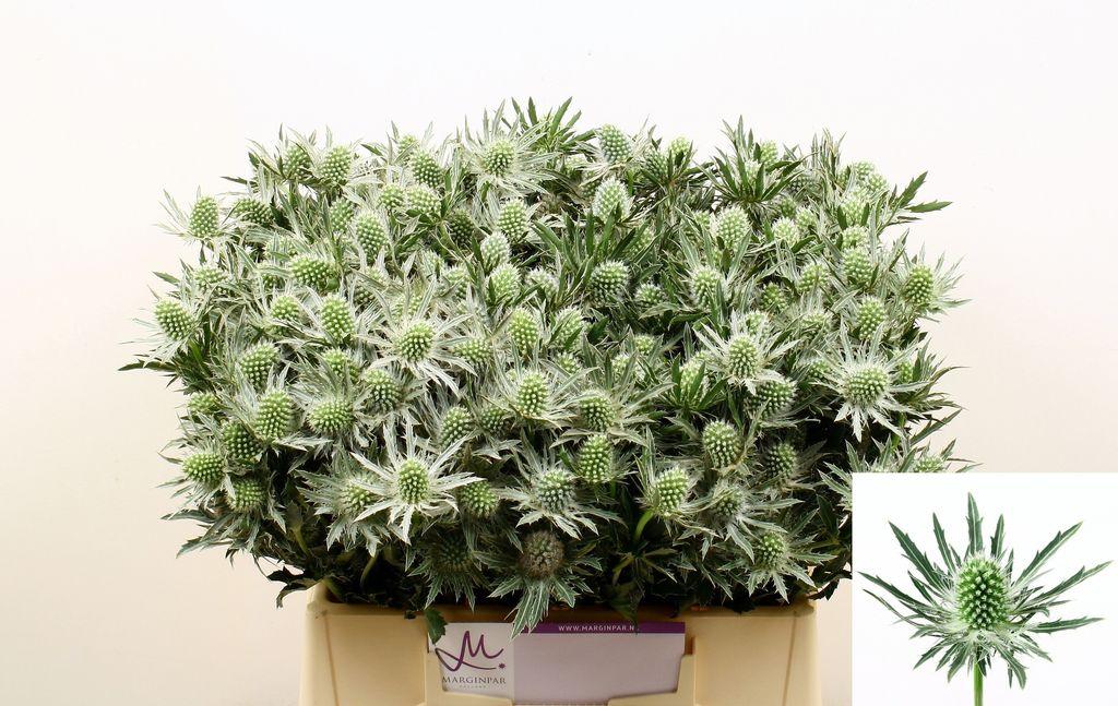 Eryngium Sirius Questar