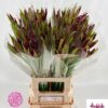 Nerine (Bowdenii Grp) 'Mister Nick'