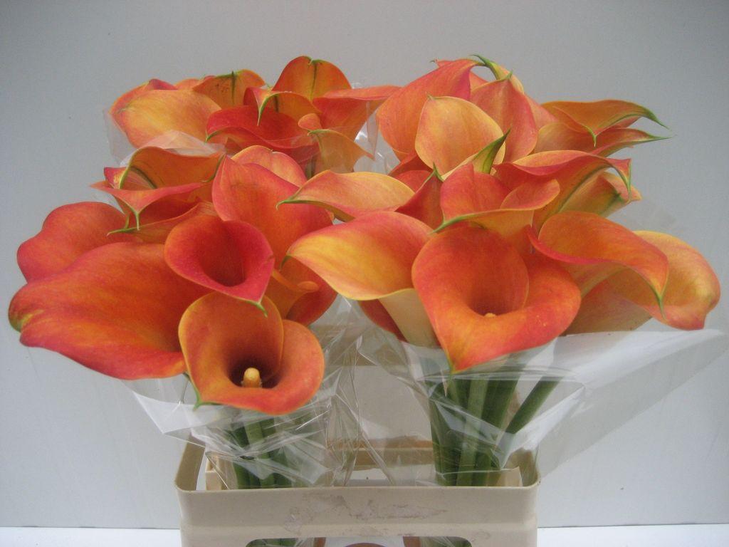 Zantedeschia 'Captain Brunello'