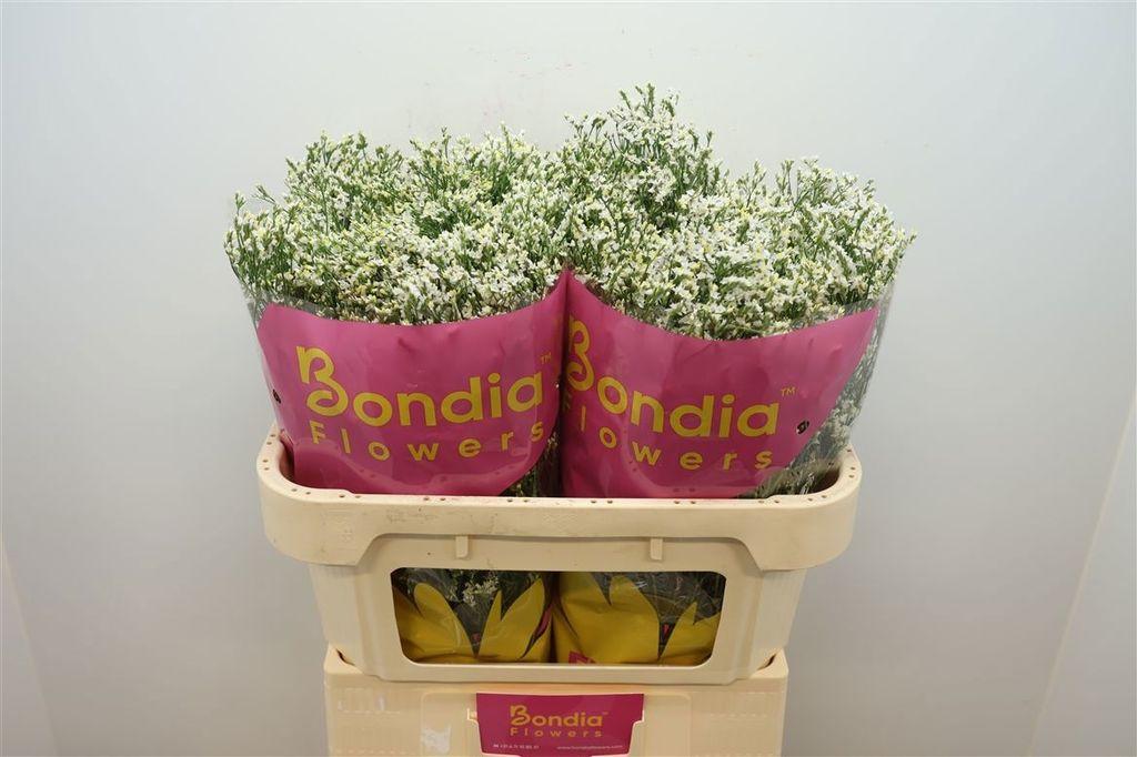 Limonium sinense China White