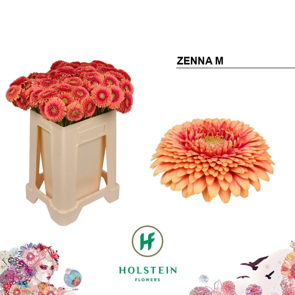 Gerbera mini bolvormig Gerponi Zenna M